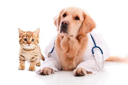 pet insurance same day coverage